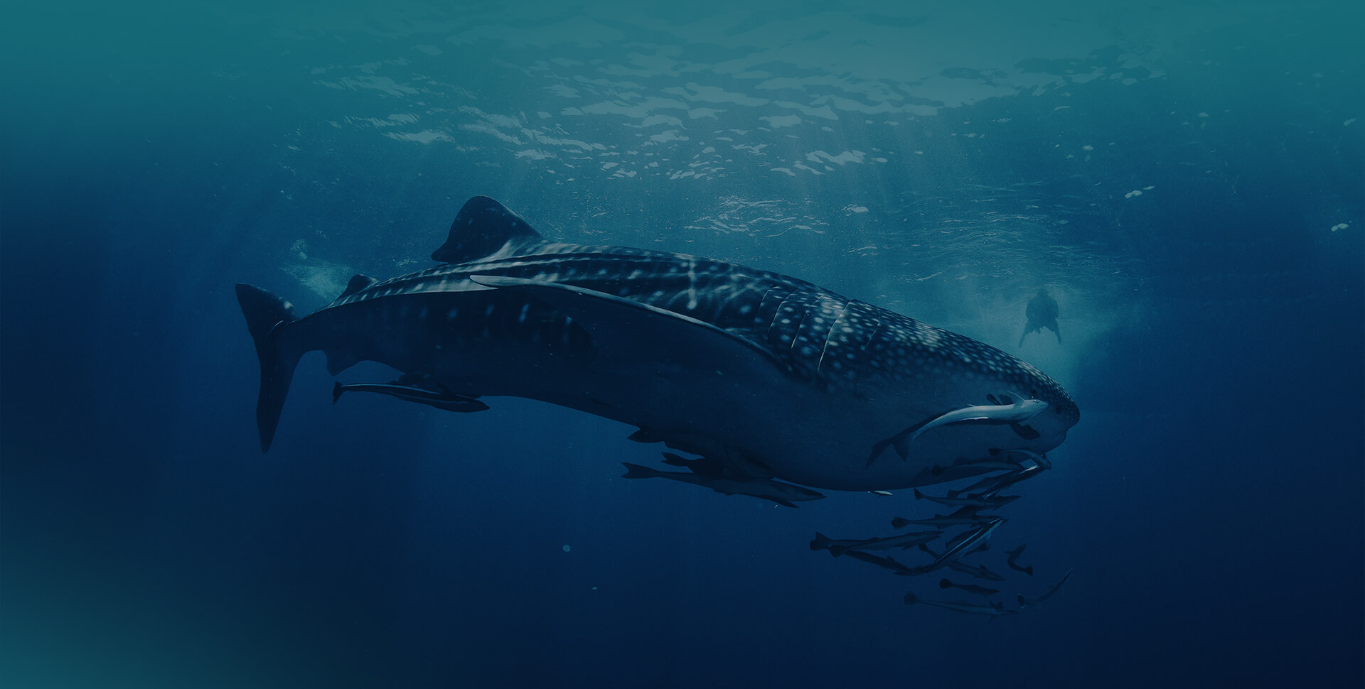 Whale Shark Dive Ningaloo