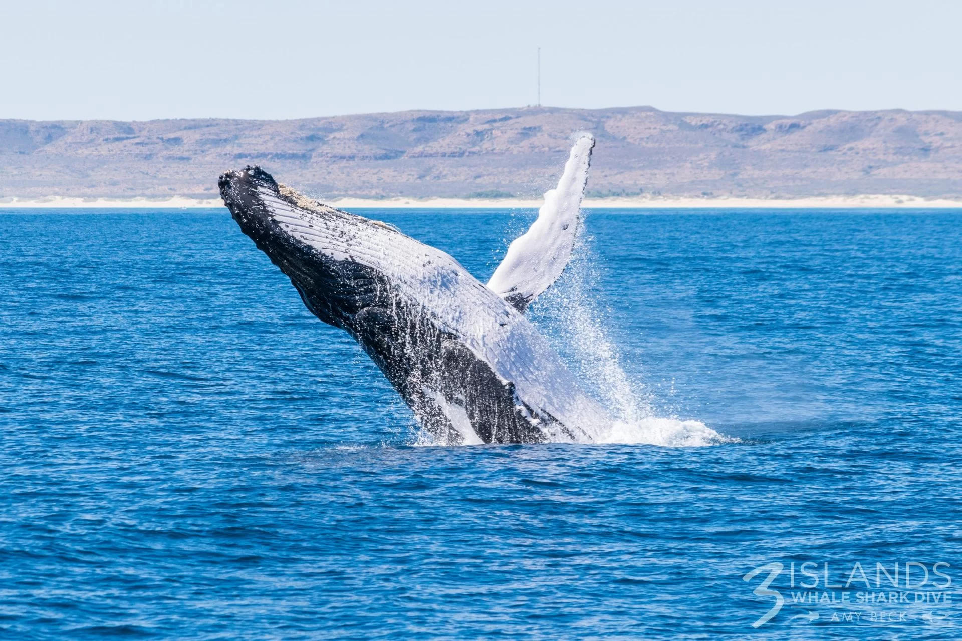 humpback ningaloo