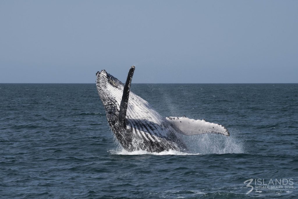 Humpback whale breaching