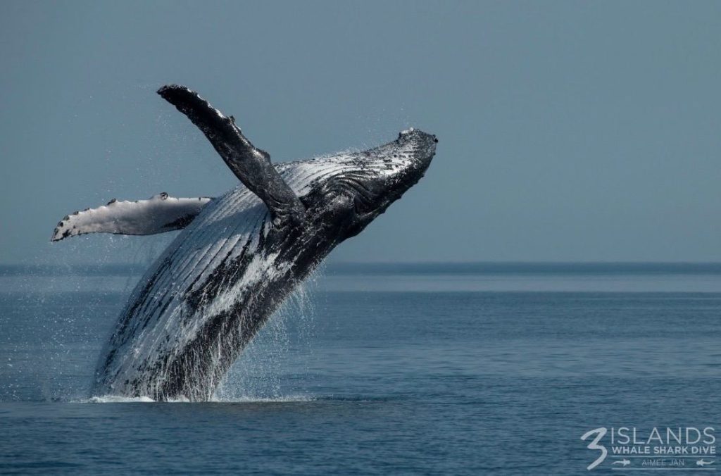 Humpback whale breaching