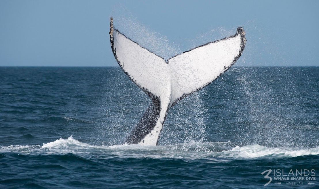 Whale tail out of water