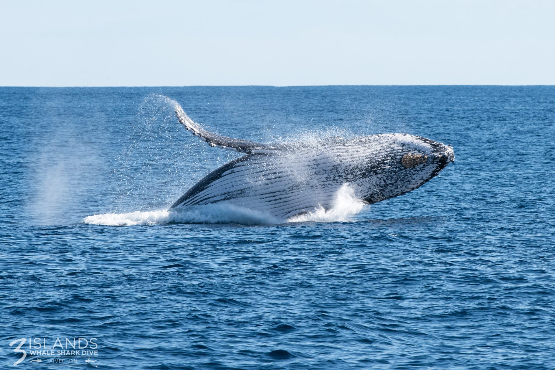 Breaching Humpback Whale