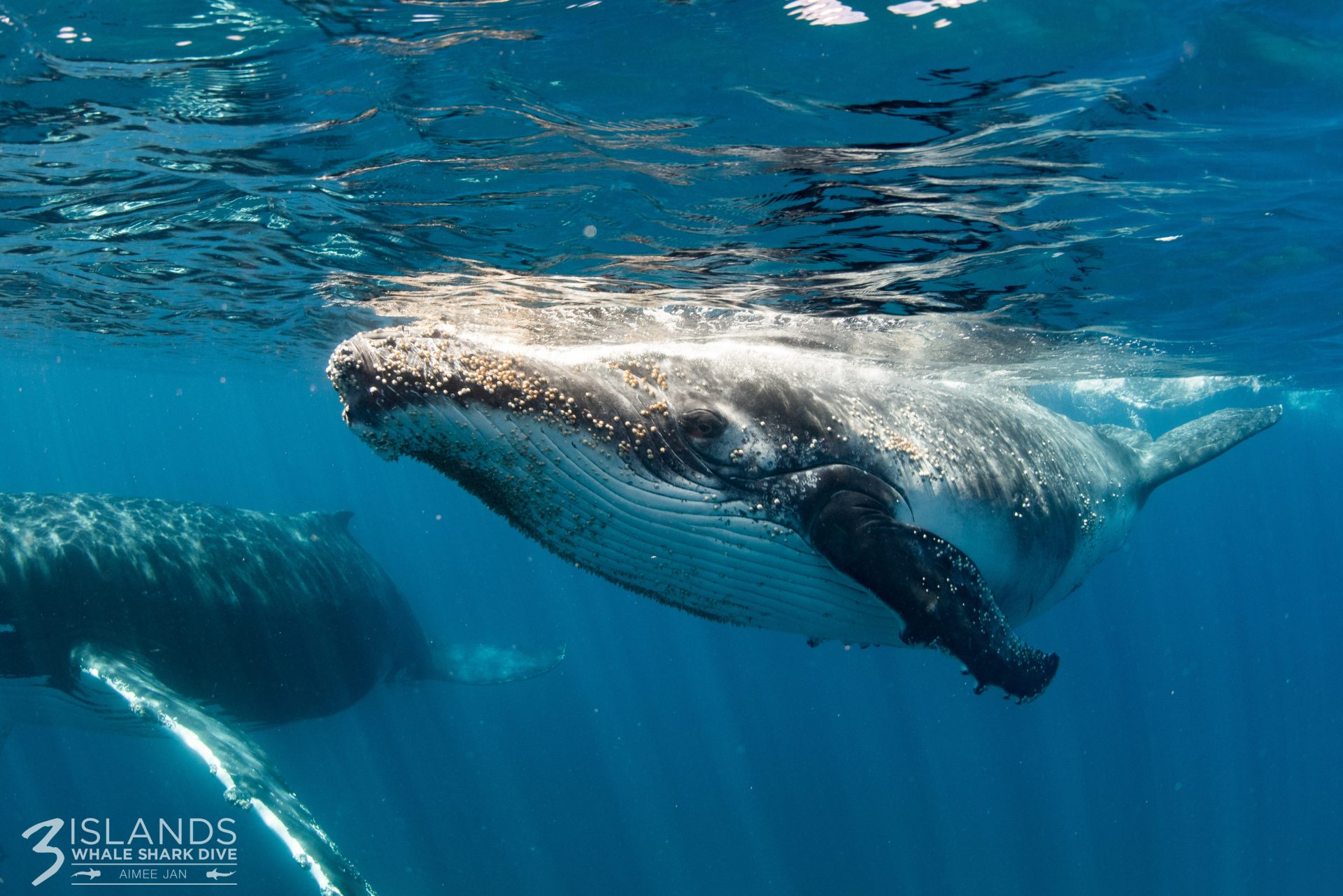 Life Cycle of a Humpback Whales