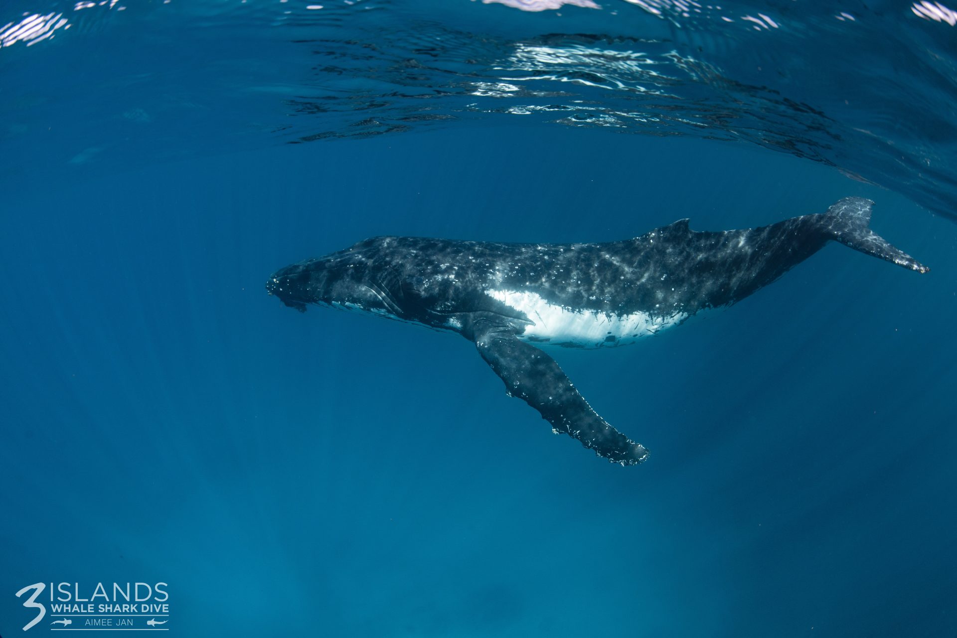 Humpback Whale Underwater